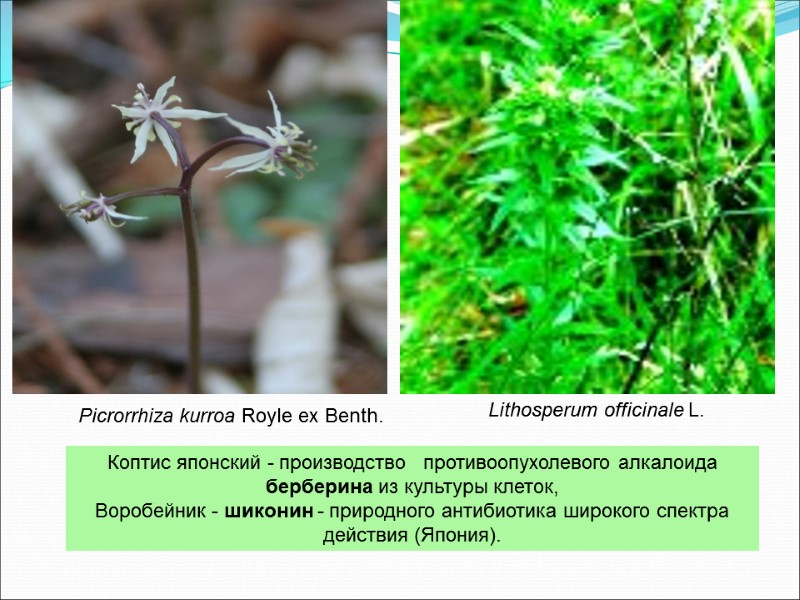 Коптис японский - производство   противоопухолевого алкалоида берберина из культуры клеток,  Воробейник